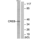 Western Blot - Anti-CREB Antibody (B7052) - Antibodies.com