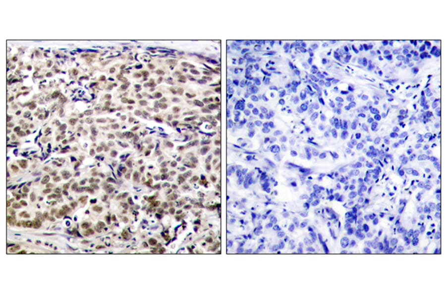 Immunohistochemistry - Anti-CREB Antibody (B7052) - Antibodies.com