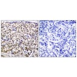 Immunohistochemistry - Anti-CREB Antibody (B7052) - Antibodies.com