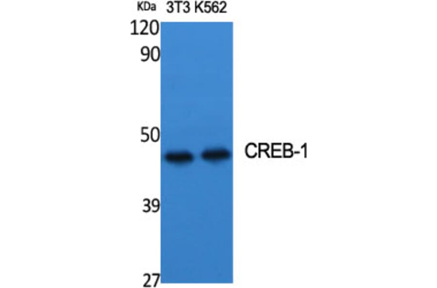 Western Blot - Anti-CREB Antibody (B7052) - Antibodies.com