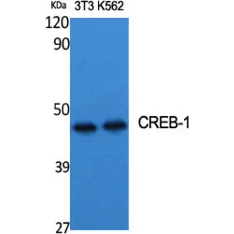 Western Blot - Anti-CREB Antibody (B7052) - Antibodies.com