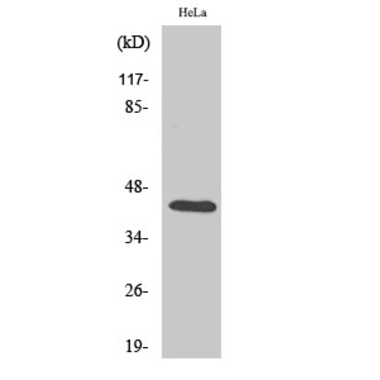 Western Blot - Anti-CREB Antibody (B7052) - Antibodies.com