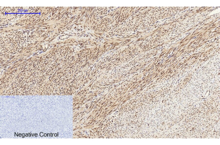 Immunohistochemistry - Anti-CREB Antibody (B7052) - Antibodies.com