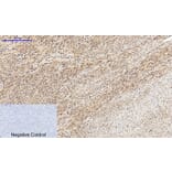 Immunohistochemistry - Anti-CREB Antibody (B7052) - Antibodies.com