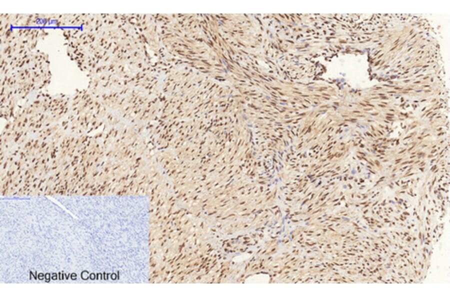 Immunohistochemistry - Anti-CREB Antibody (B7052) - Antibodies.com