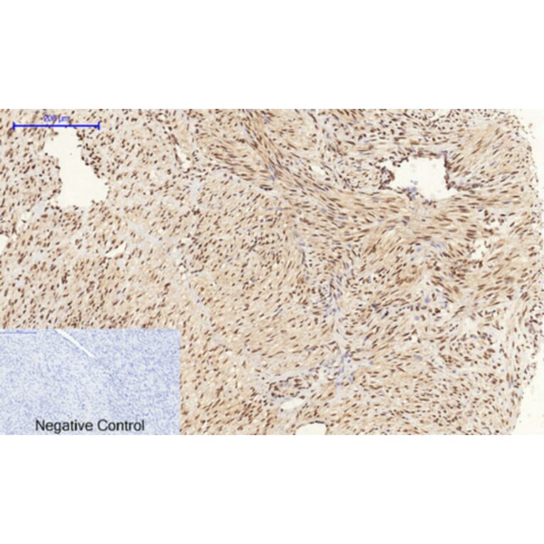 Immunohistochemistry - Anti-CREB Antibody (B7052) - Antibodies.com