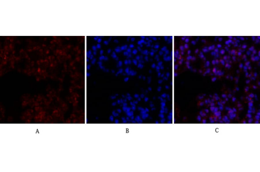 Immunofluorescence - Anti-CREB Antibody (B7052) - Antibodies.com