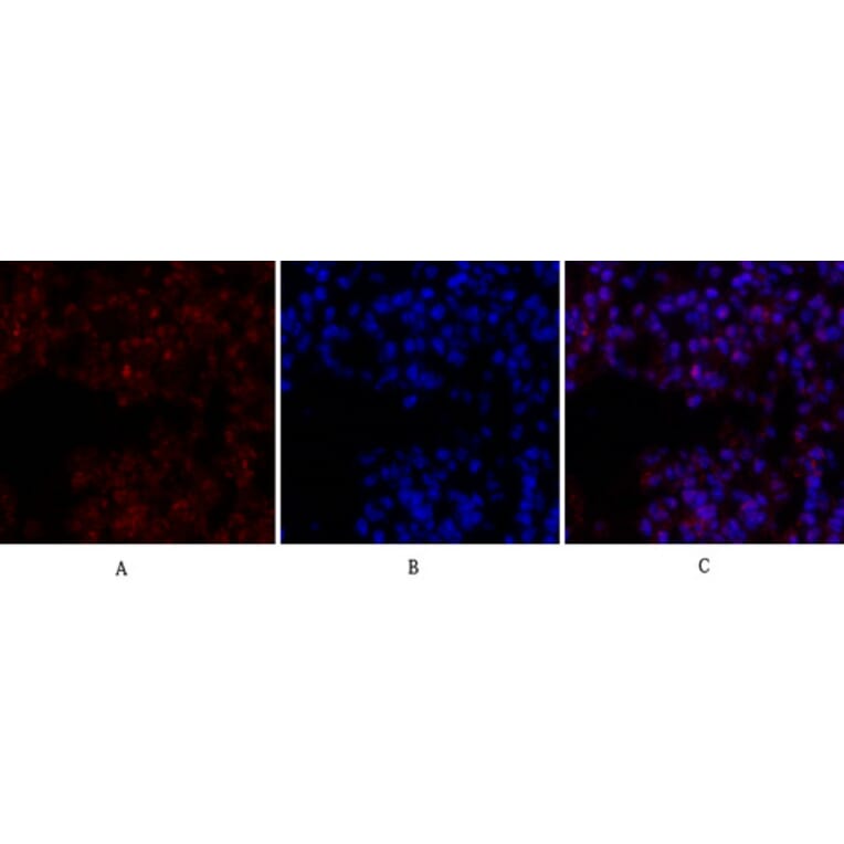 Immunofluorescence - Anti-CREB Antibody (B7052) - Antibodies.com