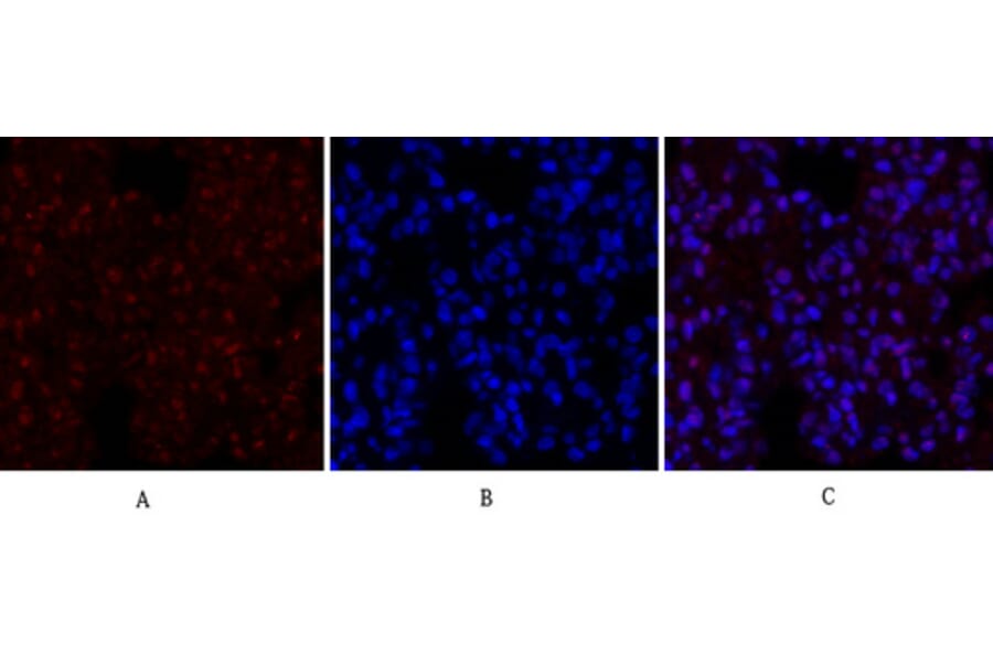Immunofluorescence - Anti-CREB Antibody (B7052) - Antibodies.com