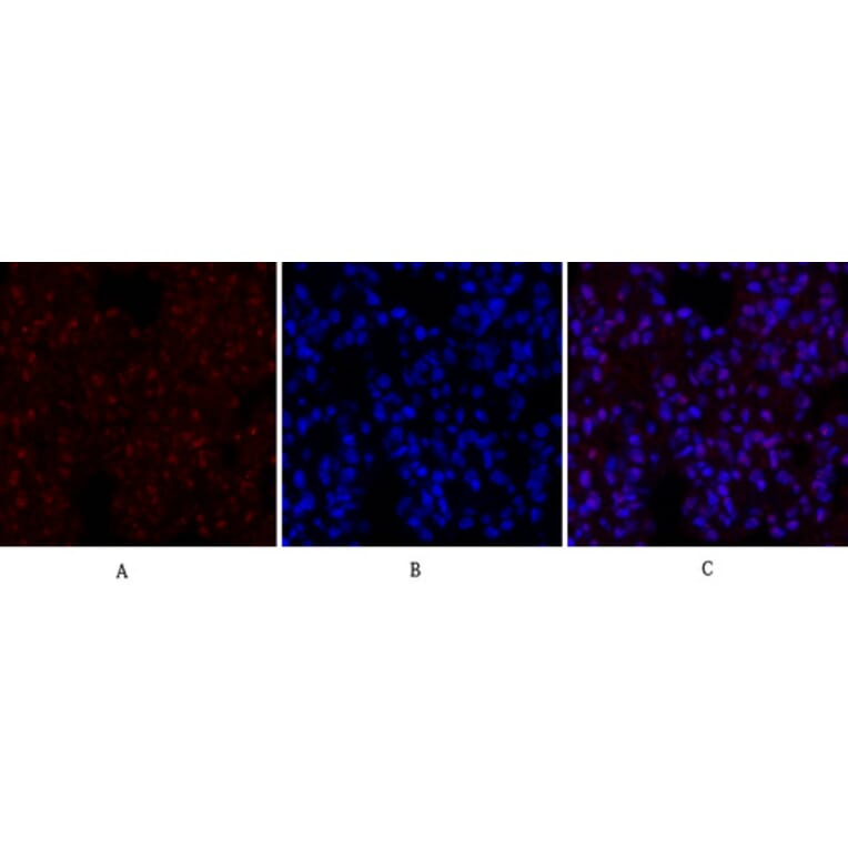 Immunofluorescence - Anti-CREB Antibody (B7052) - Antibodies.com