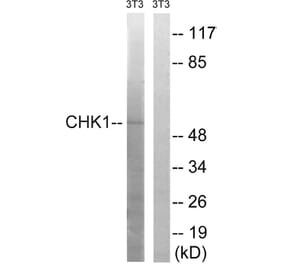 Western Blot - Anti-Chk1 Antibody (B7041) - Antibodies.com