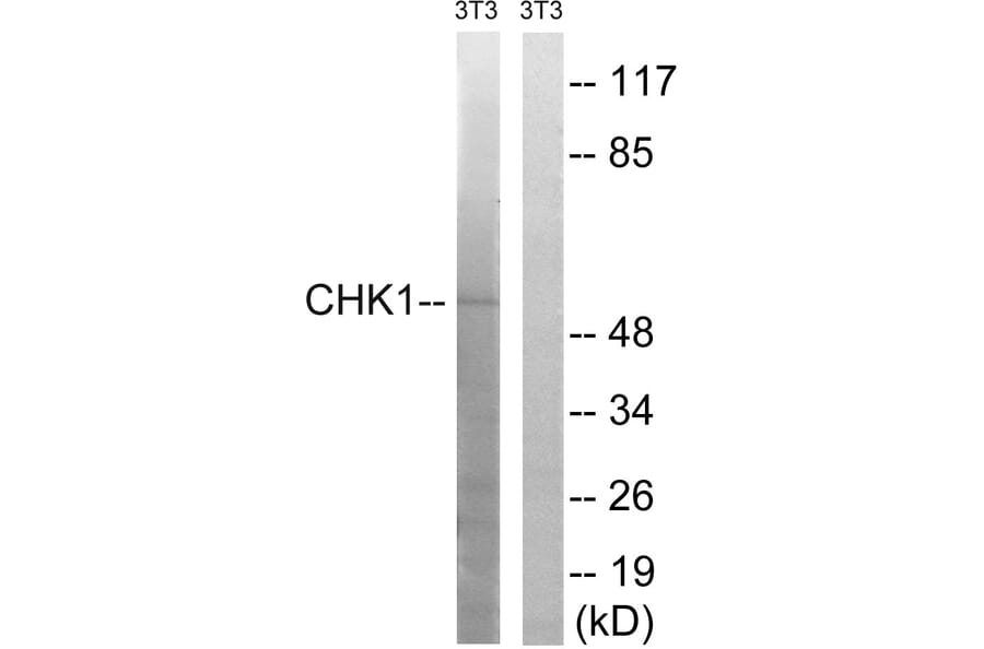 Western Blot - Anti-Chk1 Antibody (B7041) - Antibodies.com