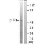 Western Blot - Anti-Chk1 Antibody (B7041) - Antibodies.com