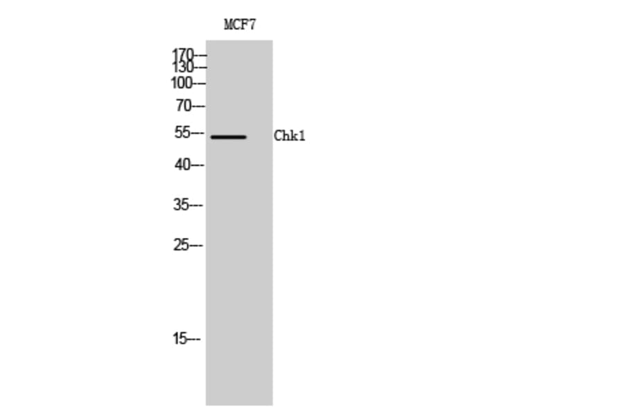 Western Blot - Anti-Chk1 Antibody (B7041) - Antibodies.com