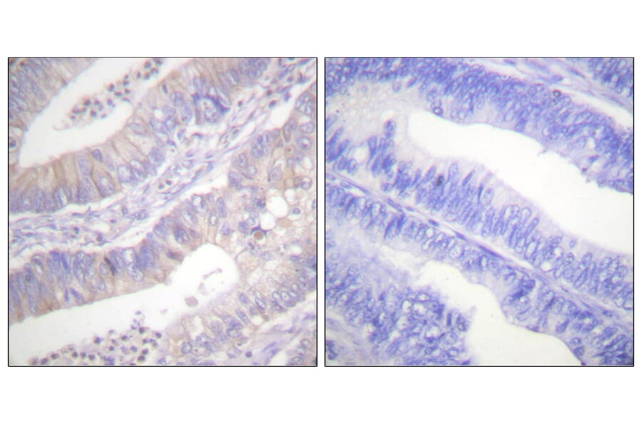 Immunohistochemistry - Anti-CFTR Antibody (B0860) - Antibodies.com