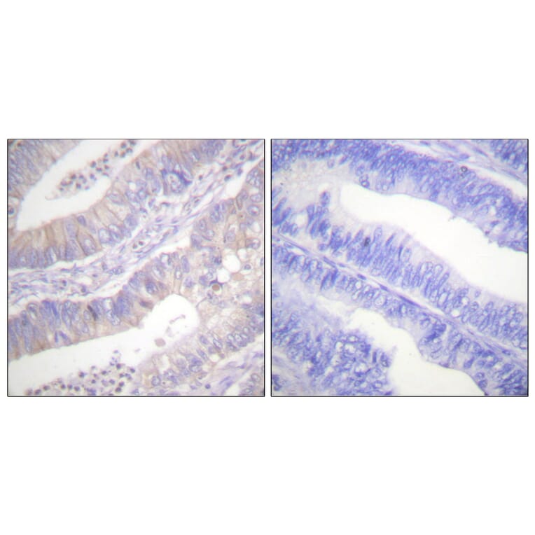 Immunohistochemistry - Anti-CFTR Antibody (B0860) - Antibodies.com