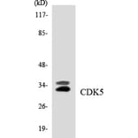 Western Blot - Anti-CDK5 Antibody (R12-2605) - Antibodies.com