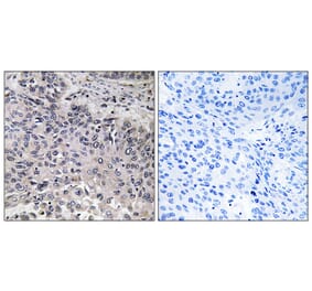 Immunohistochemistry - Anti-C1QC Antibody (C15197) - Antibodies.com