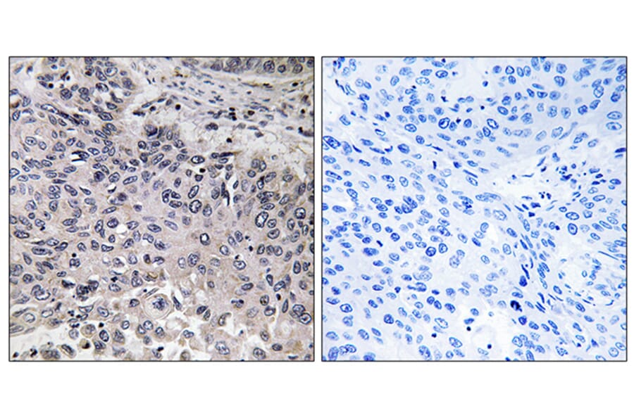 Immunohistochemistry - Anti-C1QC Antibody (C15197) - Antibodies.com