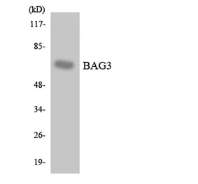 Western Blot - Anti-BAG3 Antibody (R12-2533) - Antibodies.com