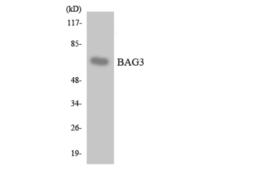 Western Blot - Anti-BAG3 Antibody (R12-2533) - Antibodies.com