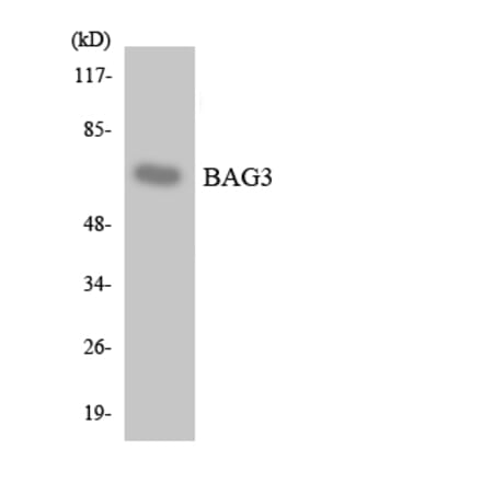 Western Blot - Anti-BAG3 Antibody (R12-2533) - Antibodies.com