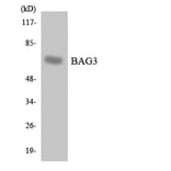 Western Blot - Anti-BAG3 Antibody (R12-2533) - Antibodies.com