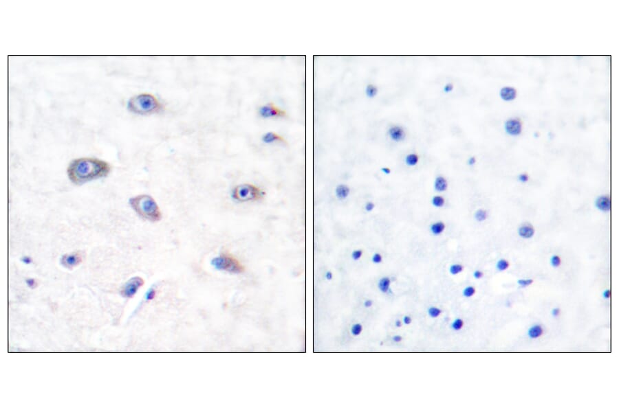 Immunohistochemistry - Anti-BACE Antibody (B0052) - Antibodies.com