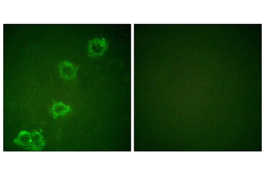 Immunofluorescence - Anti-BACE Antibody (B0052) - Antibodies.com