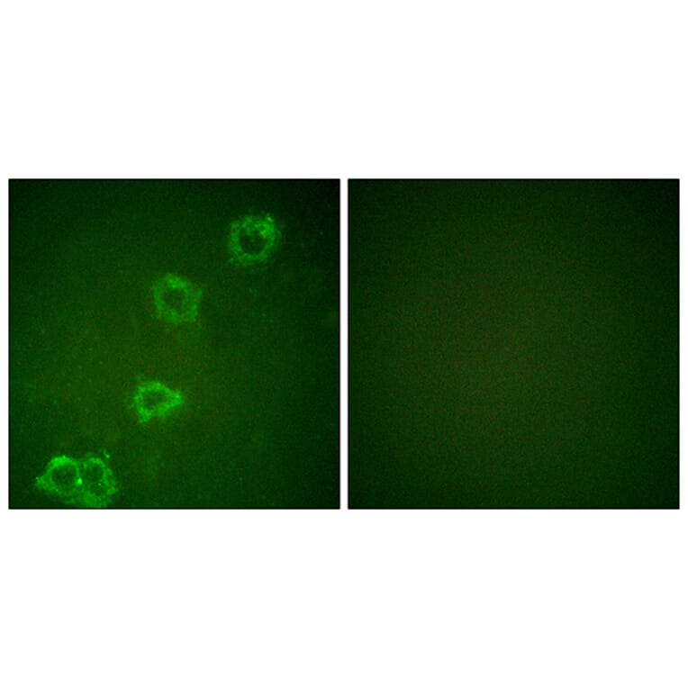 Immunofluorescence - Anti-BACE Antibody (B0052) - Antibodies.com