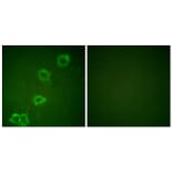 Immunofluorescence - Anti-BACE Antibody (B0052) - Antibodies.com