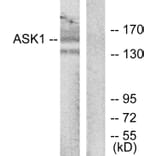 Western Blot - Anti-ASK1 Antibody (B7011) - Antibodies.com