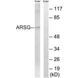Western Blot - Anti-ARSG Antibody (C14569) - Antibodies.com