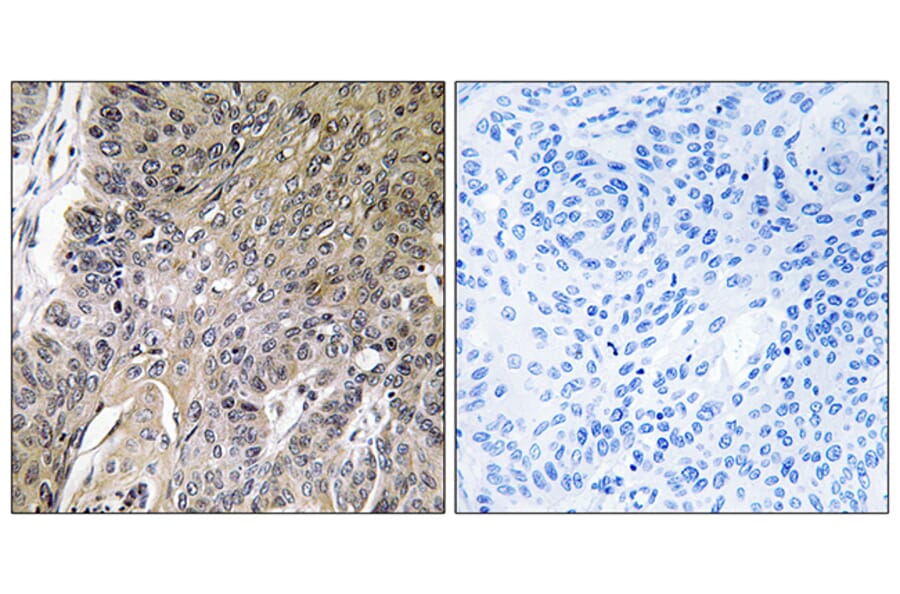 Immunohistochemistry - Anti-ARSG Antibody (C14569) - Antibodies.com