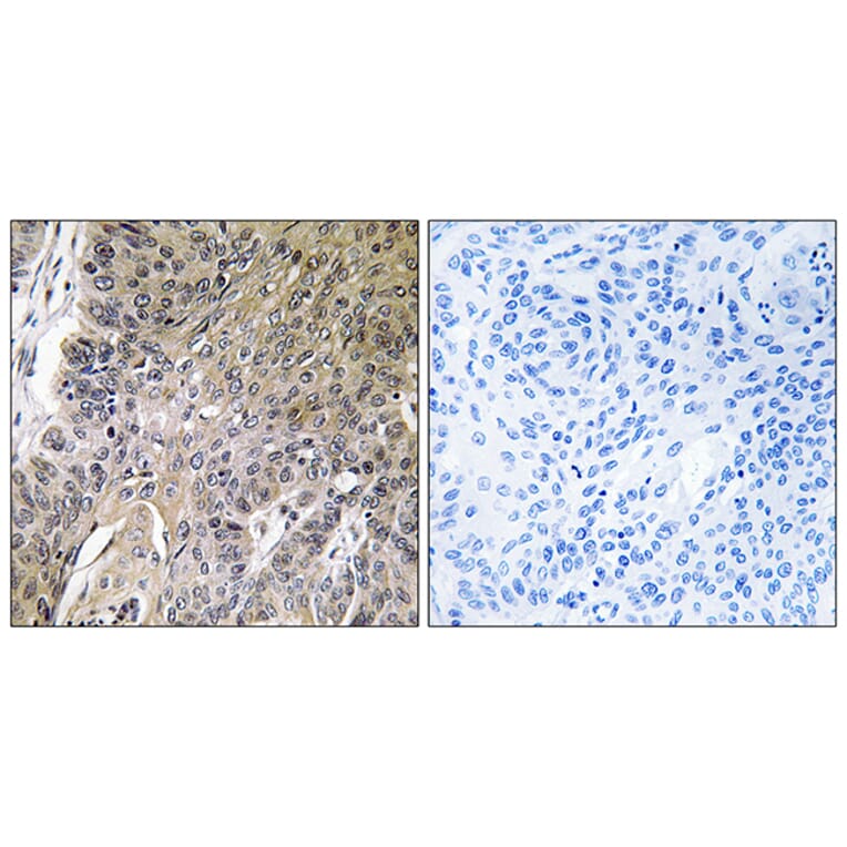 Immunohistochemistry - Anti-ARSG Antibody (C14569) - Antibodies.com