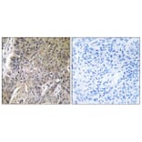 Immunohistochemistry - Anti-ARSG Antibody (C14569) - Antibodies.com