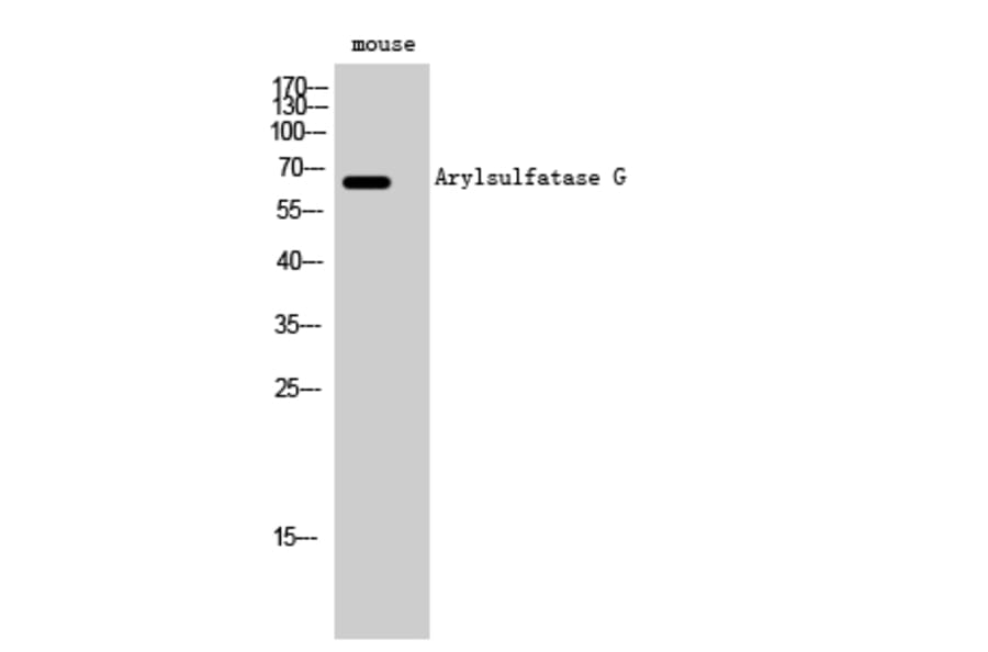 Western Blot - Anti-ARSG Antibody (C14569) - Antibodies.com