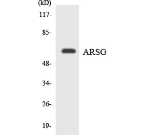Western Blot - Anti-ARSG Antibody (R12-2510) - Antibodies.com
