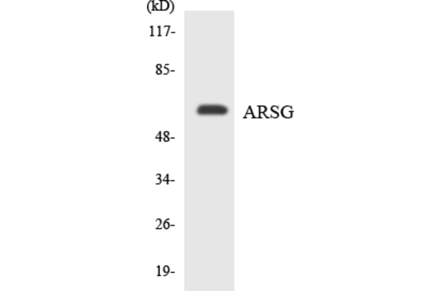 Western Blot - Anti-ARSG Antibody (R12-2510) - Antibodies.com