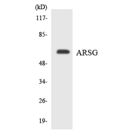 Western Blot - Anti-ARSG Antibody (R12-2510) - Antibodies.com