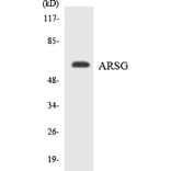 Western Blot - Anti-ARSG Antibody (R12-2510) - Antibodies.com