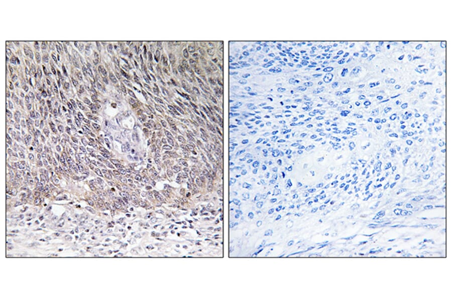 Immunohistochemistry - Anti-ARSA Antibody (C14564) - Antibodies.com