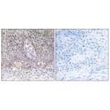 Immunohistochemistry - Anti-ARSA Antibody (C14564) - Antibodies.com