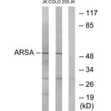Western Blot - Anti-ARSA Antibody (C14564) - Antibodies.com