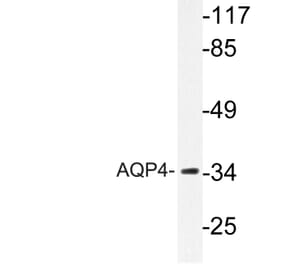 Western Blot - Anti-AQP4 Antibody (R12-2028) - Antibodies.com