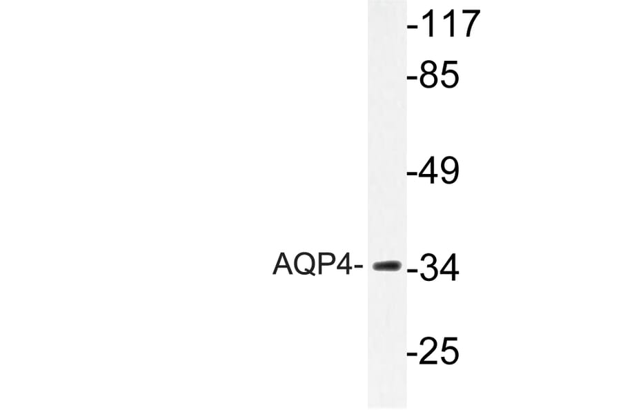 Western Blot - Anti-AQP4 Antibody (R12-2028) - Antibodies.com