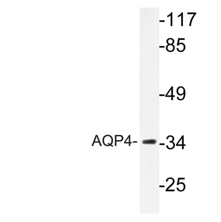 Western Blot - Anti-AQP4 Antibody (R12-2028) - Antibodies.com