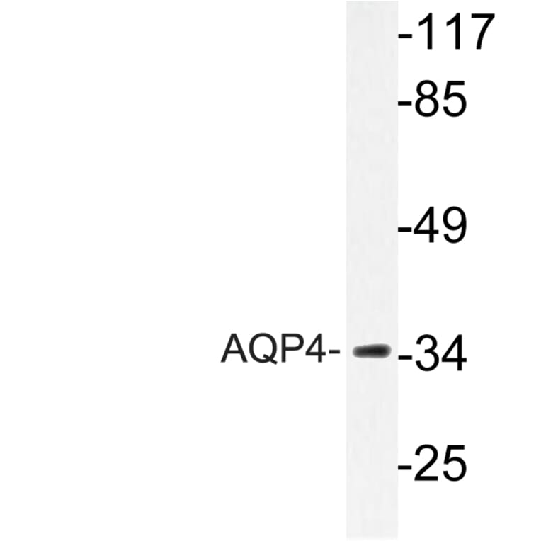 Western Blot - Anti-AQP4 Antibody (R12-2028) - Antibodies.com