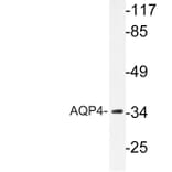 Western Blot - Anti-AQP4 Antibody (R12-2028) - Antibodies.com