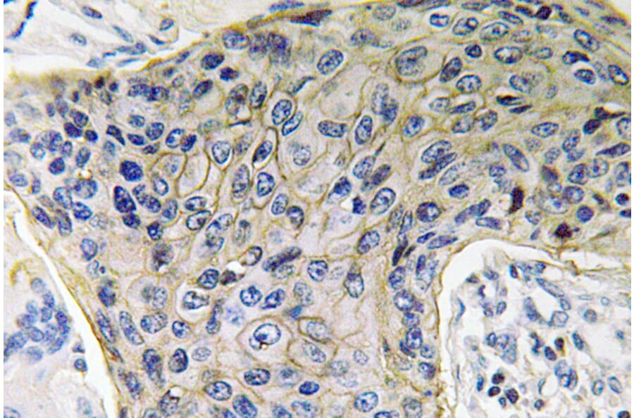 Immunohistochemistry - Anti-AQP4 Antibody (R12-2028) - Antibodies.com